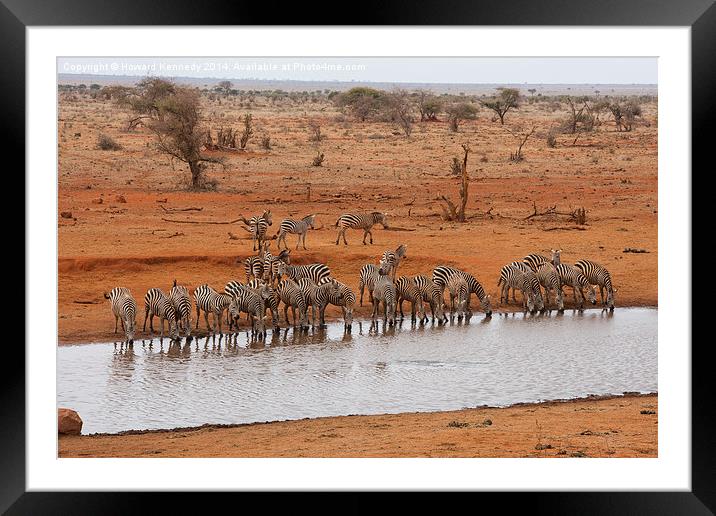 Zebras at the bar Framed Mounted Print by Howard Kennedy