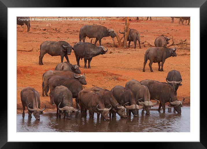 Buffalo herd drinking Framed Mounted Print by Howard Kennedy