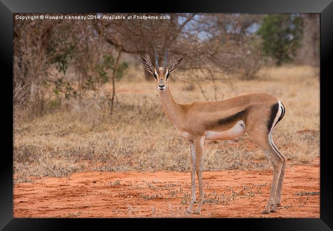 Grant's Gazelle looking at camera Framed Print by Howard Kennedy