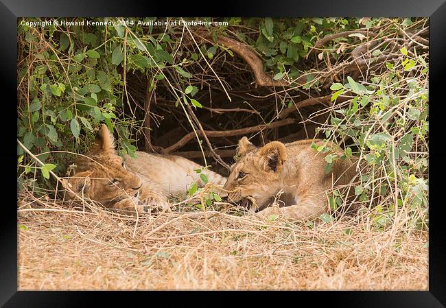Lion cubs under bush Framed Print by Howard Kennedy