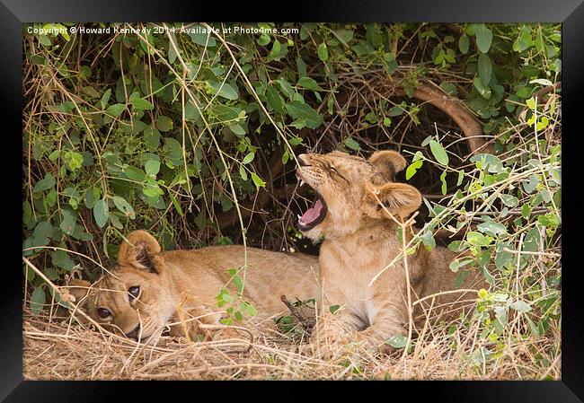 Lion cubs resting under a bush Framed Print by Howard Kennedy