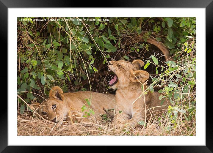 Lion cubs resting under a bush Framed Mounted Print by Howard Kennedy