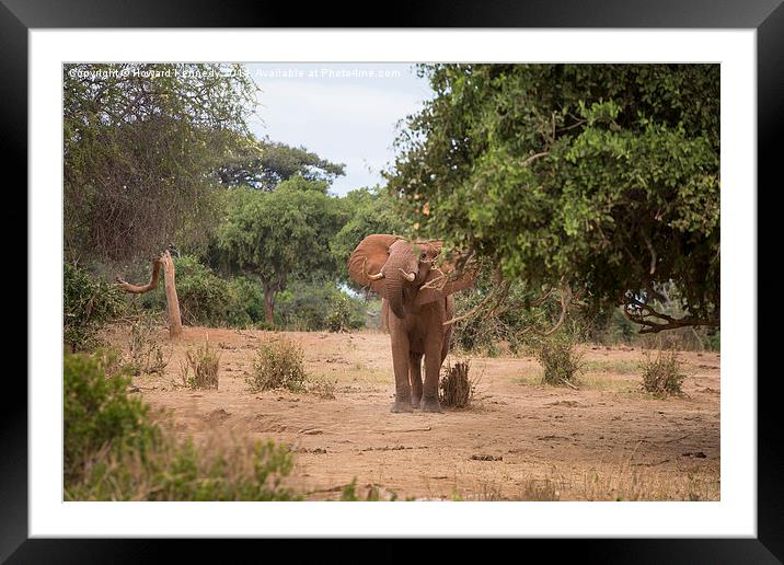 Bull Elephant threat posture Framed Mounted Print by Howard Kennedy