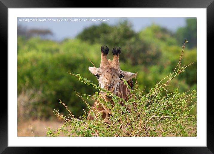 Giraffe eating Framed Mounted Print by Howard Kennedy