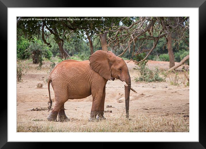 Elephant with shattered tusks Framed Mounted Print by Howard Kennedy