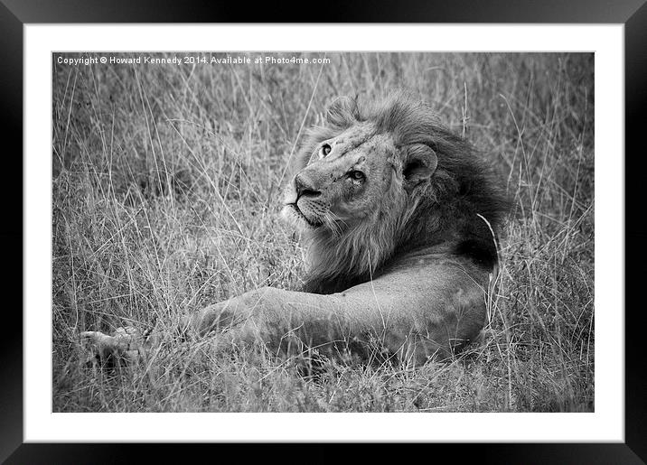 Resting Lion Framed Mounted Print by Howard Kennedy