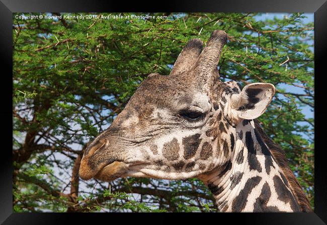 Giraffe Headshot Framed Print by Howard Kennedy