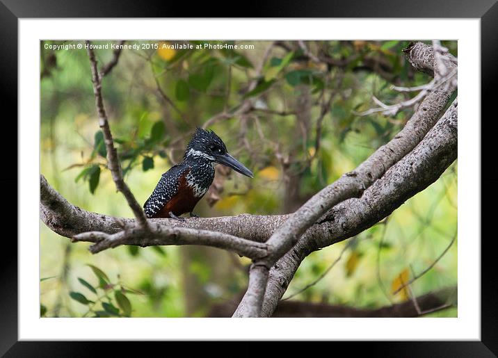 Giant Kingfisher Framed Mounted Print by Howard Kennedy