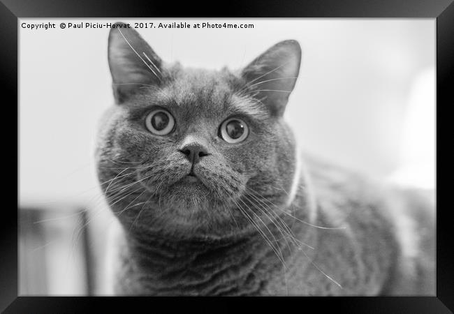 British Shorthair Cat Framed Print by Paul Piciu-Horvat