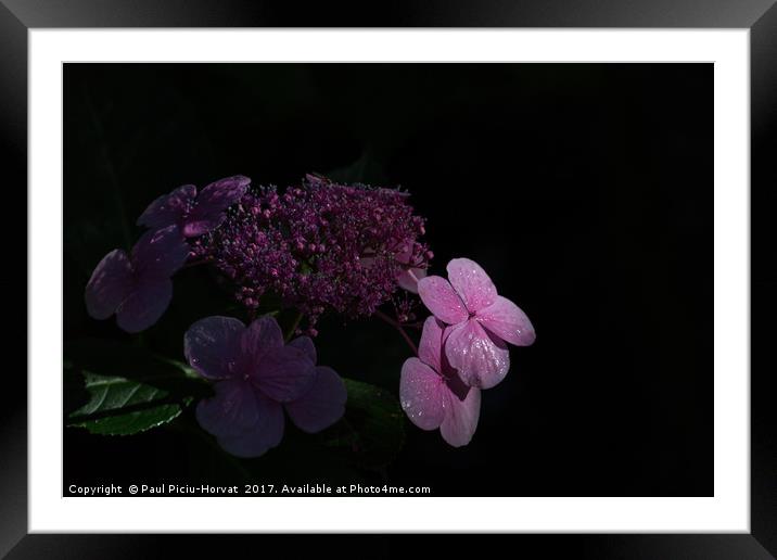 Pink flower in the shadows Framed Mounted Print by Paul Piciu-Horvat