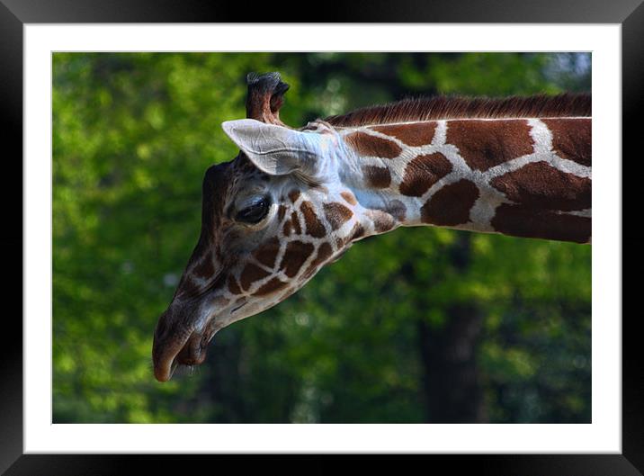 Giraffe portrait Framed Mounted Print by Paul Piciu-Horvat