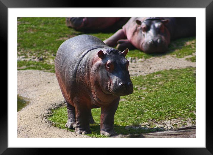 Baby Hippo Framed Mounted Print by Paul Piciu-Horvat