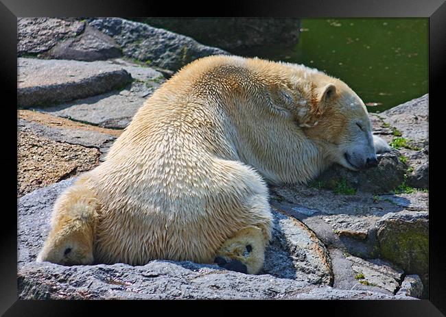 Sleepy Polar Bear Framed Print by Paul Piciu-Horvat