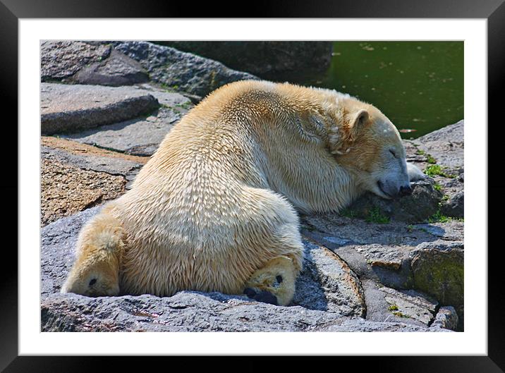 Sleepy Polar Bear Framed Mounted Print by Paul Piciu-Horvat