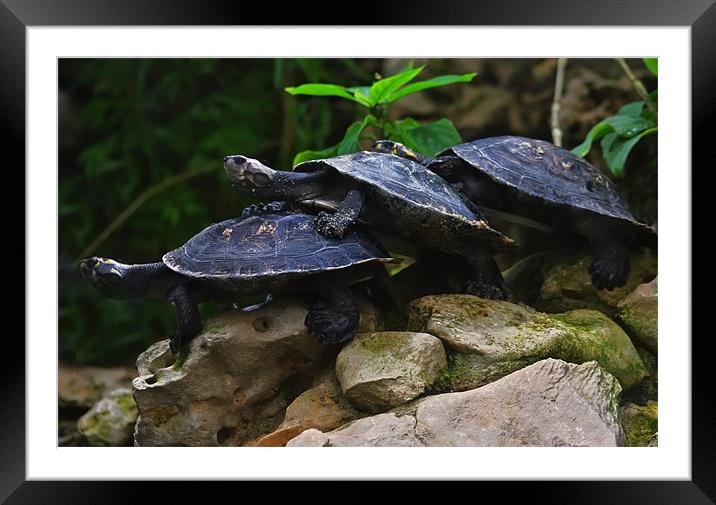 Turtle trio Framed Mounted Print by Paul Piciu-Horvat