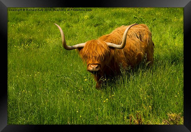 Highland Cow Framed Print by Richard Auty