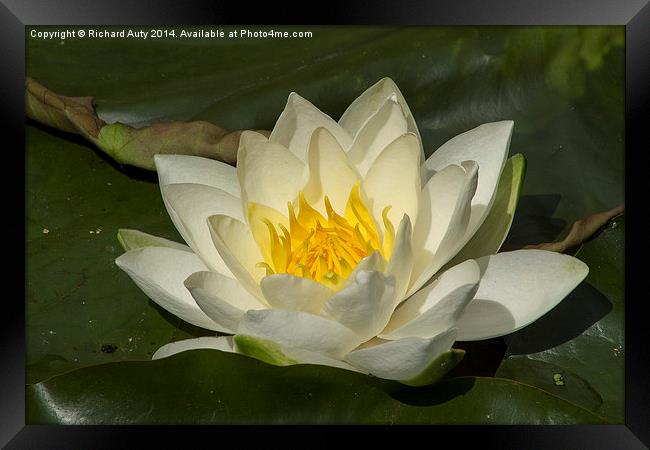 Water Lily Flower Framed Print by Richard Auty
