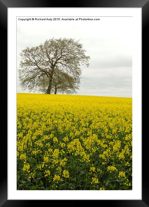 Yellow Sea  Framed Mounted Print by Richard Auty