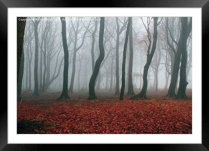  Foggy Forest Framed Mounted Print by Richard Auty