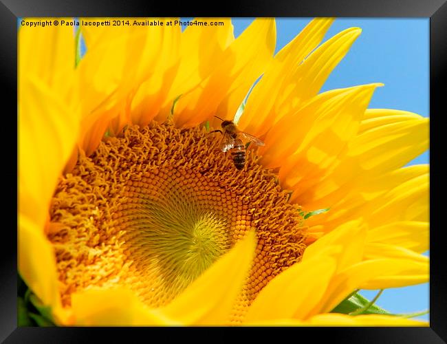  The Bee and the Sunflower Framed Print by Paola Iacopetti