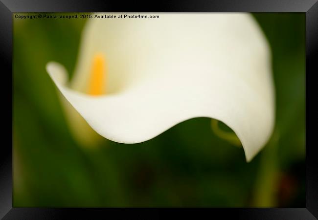  Calla lily curves Framed Print by Paola Iacopetti