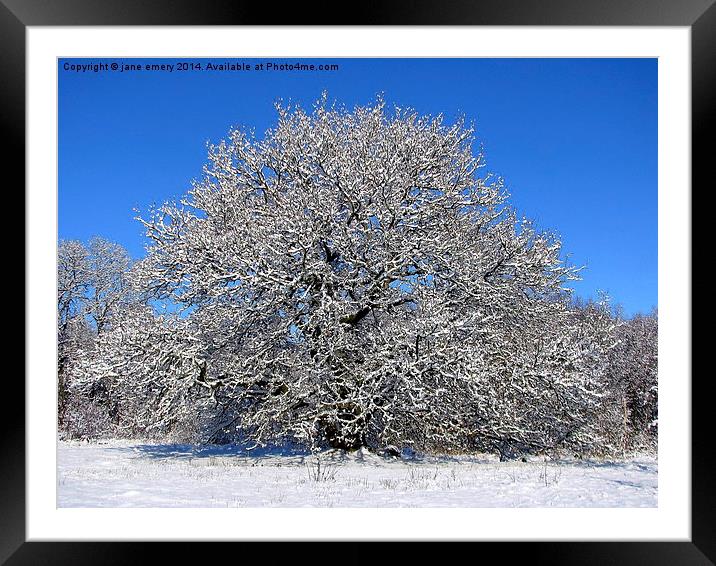  Oak Tree in the Snow Framed Mounted Print by Jane Emery