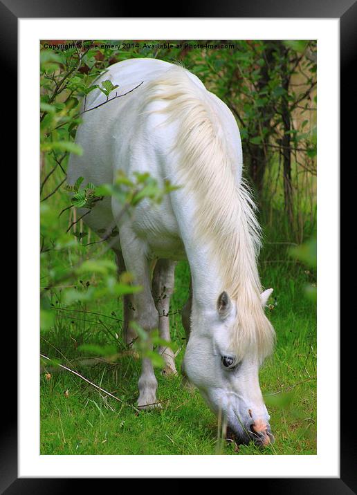  Wild Pony Framed Mounted Print by Jane Emery