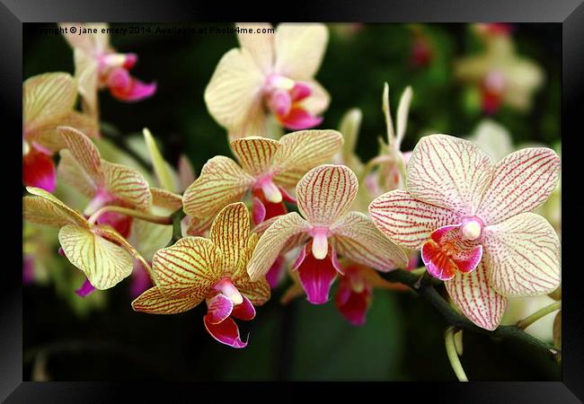 Orchids Framed Print by Jane Emery