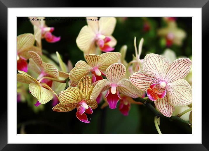  Orchids Framed Mounted Print by Jane Emery