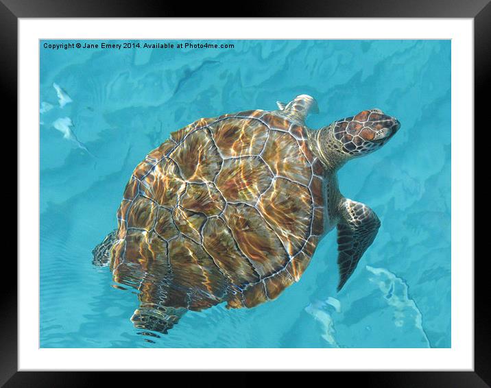  Turtle Framed Mounted Print by Jane Emery