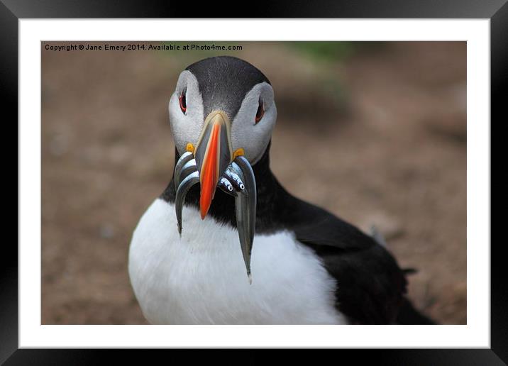  Puffins Upon Skomer Framed Mounted Print by Jane Emery