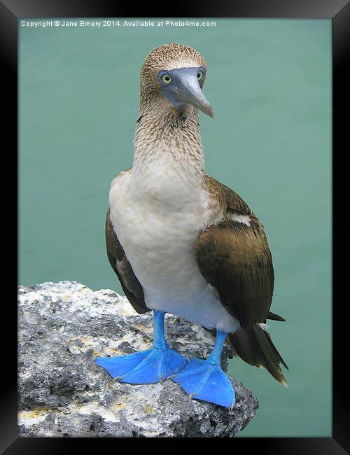  Blue Footed Booby Bird Framed Print by Jane Emery