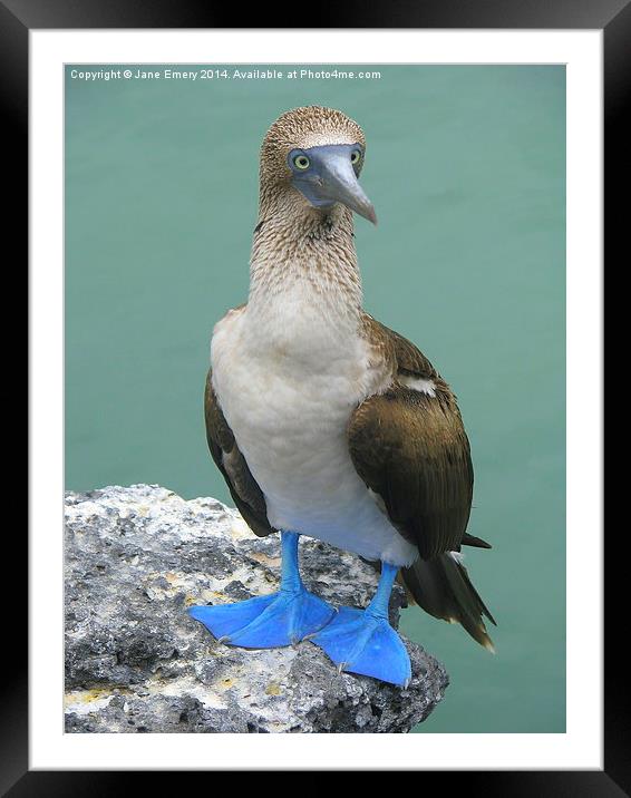  Blue Footed Booby Bird Framed Mounted Print by Jane Emery