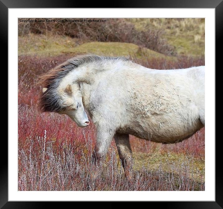  Grey Pony at Whitford Sands Framed Mounted Print by Jane Emery