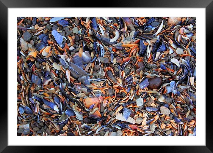  Muscle Shells Framed Mounted Print by Jane Emery