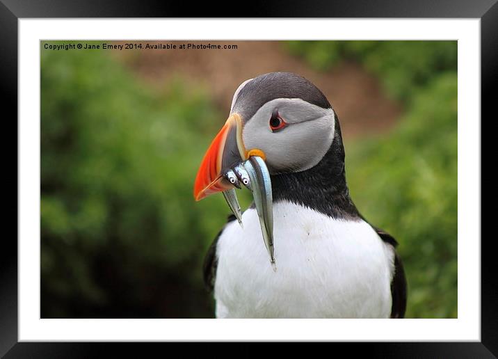 Puffin Framed Mounted Print by Jane Emery