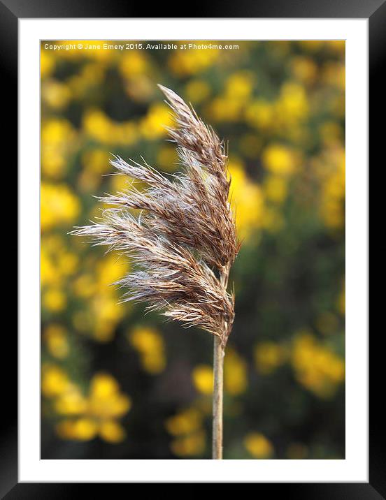  Grass Blowing in the wind Framed Mounted Print by Jane Emery