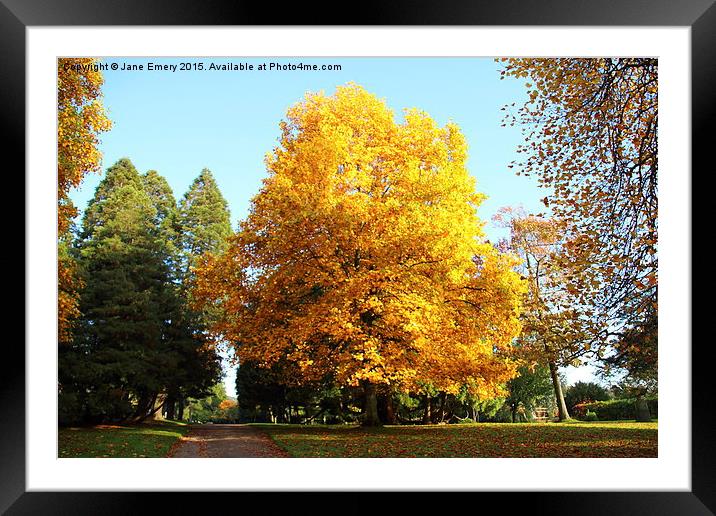  Autumn in Margam Park, Margam, South Wales Framed Mounted Print by Jane Emery