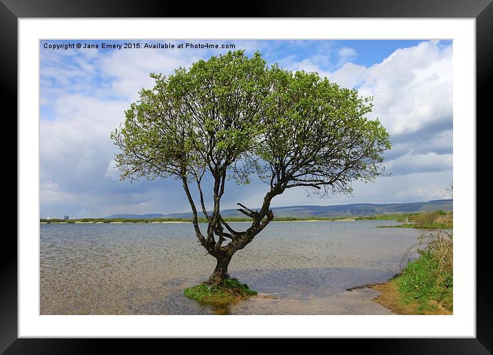  Water Logged Tree at Kenfig Hill Framed Mounted Print by Jane Emery