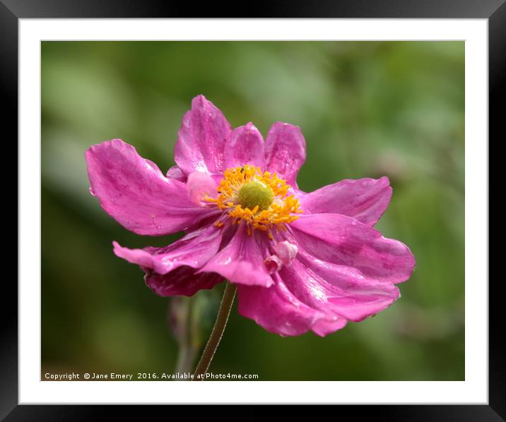 Seeking the sun after rain Framed Mounted Print by Jane Emery