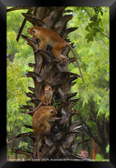 Monkey Puzzle Tree Framed Print by Jane Emery