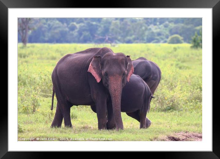 Indian elephant  Framed Mounted Print by Jane Emery