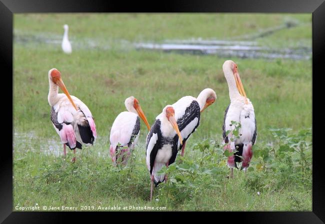 Painted Storks of Sri Lanka Framed Print by Jane Emery