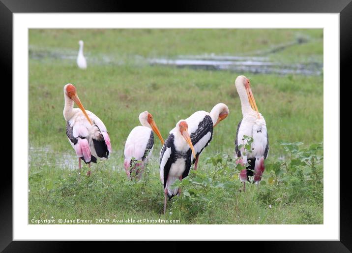Painted Storks of Sri Lanka Framed Mounted Print by Jane Emery