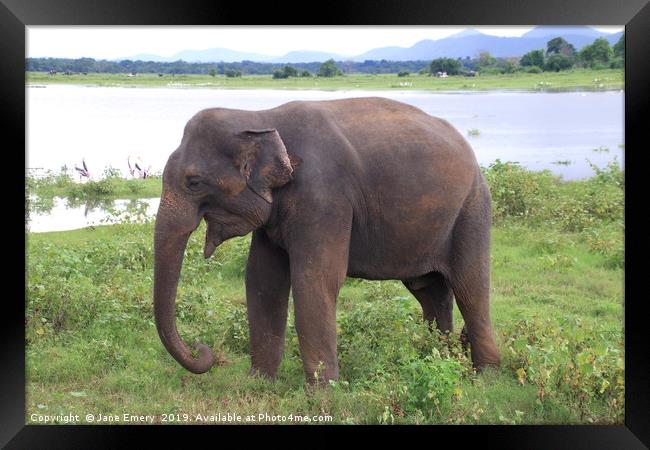 Elephant by the Lake Framed Print by Jane Emery