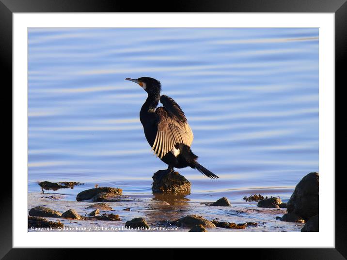 Cormorant at the ebbing tide Framed Mounted Print by Jane Emery