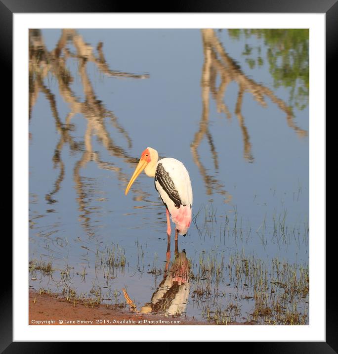 Painted Stork at the waddy Framed Mounted Print by Jane Emery