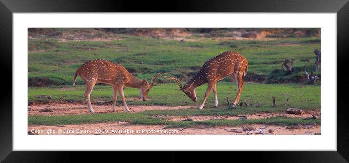 Axis Deer Rutting Bucks Framed Mounted Print by Jane Emery