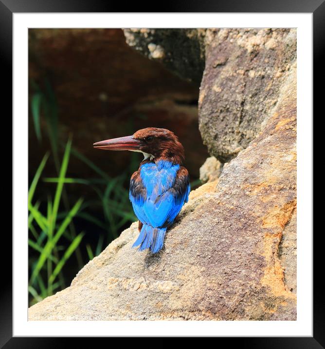 White Breasted King Fisher Framed Mounted Print by Jane Emery