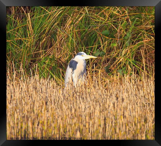 Heron in the Reeds Framed Print by Jane Emery